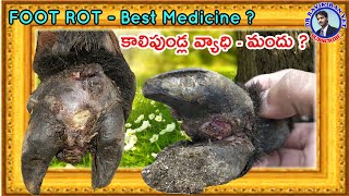 Foot Rot  కాలి పుండ్ల వ్యాధి పూర్తి వివరాలు in Sheep  Goat [upl. by Lerat328]