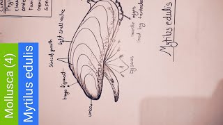 How to draw Mytilus edulis for bsc1styear and class12cbse board bsczoologyneet sciencesriyansh [upl. by Dirgis852]