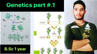 Genetics part1 Mendel Experiment  BSc 1st year Zoology 1st Semester  MSc  CSIR NET [upl. by Helenka]