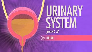 Urinary System Part 2 Crash Course Anatomy amp Physiology 39 [upl. by Sayers874]