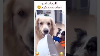 كلهم استعدو وجابو صحونهم 😂🤣 اكسبلور ضحك funny كلاب كلابمضحكة explore [upl. by Korney]