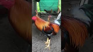 Bemon21 gamefowlbreeding gamefowlbreeder gamefowl rooster gamefarm [upl. by Bennet585]