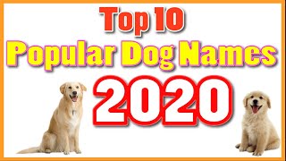 Top 10 most popular dog names 2020 with meaning [upl. by Idelle]