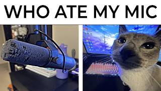 Cat Memes [upl. by Johnny]