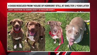 4 Richland County dogs rescued from ‘house of horrors’ still at shelter 1 year later [upl. by Remoh929]