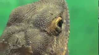 Funny FrillNecked Lizard aka Frilled Lizard or Frilled Dragon Chlamydosaurus kingii [upl. by Crystie97]