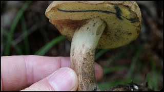 北海道 阿寒で念願のドクヤマドリに到達！ Hemileccinum venenatus 20240727 [upl. by Inafets888]