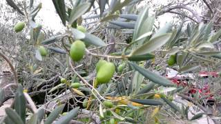 Olive Tree and olives  Olea europaea  Maslin si Masline HD 01 [upl. by Sheply]