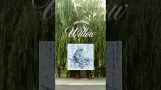 My new EP WILLOW is set for release August 30th Now available to preorder on Bandcamp newmusic [upl. by Adam]