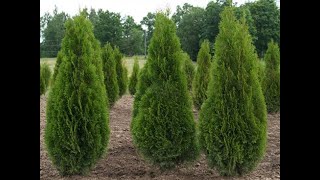 Туя4 Thuja4 Хвойные растения40 Conifers40 Декоративные растения [upl. by Swisher]