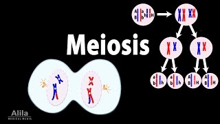 Meiosis Animation [upl. by Cristiona]