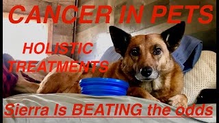 If Your DogCat Has Cancer PLEASE WATCH THIS [upl. by Milah]