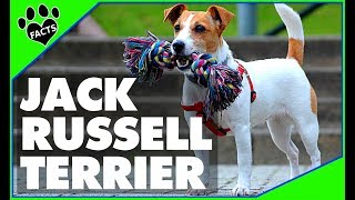 Top 10 Jack Russell Terrier Facts and Information  Dogs 101 [upl. by Isidor]