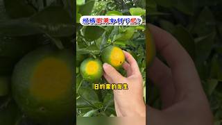 Citrus planting technology how to fertilize during the expansion period？ 柑橘種植技術分享，膨大期如何施肥？ 果柄木質化的時候 [upl. by Delsman869]