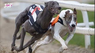 Dog race  Greyhounds  Track race [upl. by Zacharie]