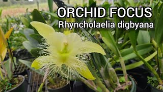 Orchid Focus Species Rhyncholaelia digbyana care and culture [upl. by Auqenahs]