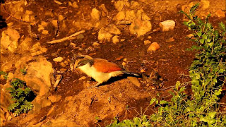 What does the Burchells Coucal eat [upl. by Aehsan]