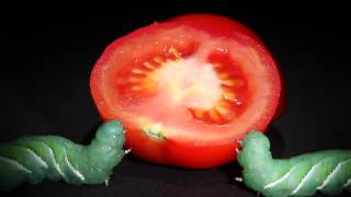 Tobacco Hornworms Eat a Ripe Tomato at The Caterpillar lab [upl. by Teriann706]