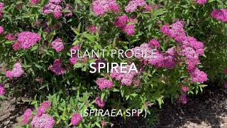 Spirea Plant Profile [upl. by Alekal724]