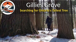 Seeking Ontarios Tallest Tree  Gillies Grove Arnprior  Hiking Ontario  Hiking Stories [upl. by Donn521]