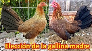 Importancia de la gallina madre [upl. by Nnylcaj]