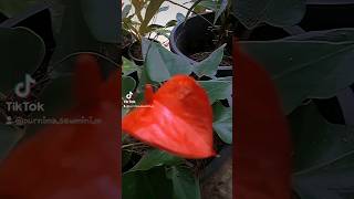 Anthurium Repot🍃❤😍ඇන්තුරියම් පැලයක් සිටවමු shorts [upl. by Apollo]