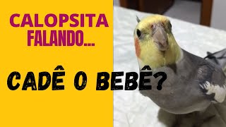 CALOPSITA FALANDO CADE O BEBÊ  Calopsita falando demais  Aprenda como cuidar de calopsitas [upl. by Sucerdor169]