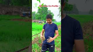 Tree plantation in India 2024  trees planting by trees plants Info  Trees Hi Trees  treelover [upl. by Eecyal]