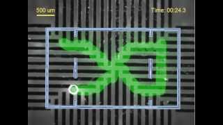 Yet another response of AA4CC group to 2012 NIST Microrobotics Challenge [upl. by Aeriel]