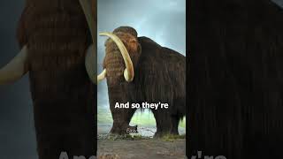 The Mammoths Will COME BACK  JRE [upl. by Spear]