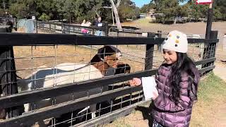 Feeding goats at Hahndorf farm barn [upl. by Pence]