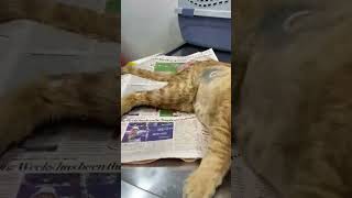 Urgent Action Needed Innocent Cat Internally Bleeding After Brutal Attack By WildUPDATE BELOW [upl. by Carmela615]