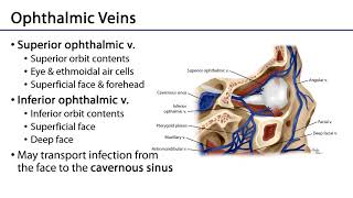 Ophthalmic Artery and Veins  Orbit amp Eye M1 Learning Objectives [upl. by Atcele]