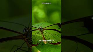 Mariposa de alas de cristal  La mariposa transparente😨😱 animal short [upl. by Conney743]