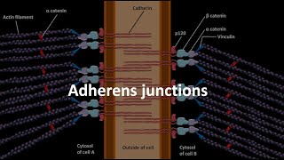 Adherens junctions [upl. by Drhacir537]