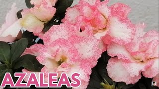 azaleas cuidados en macetas CHUYITO JARDINERO [upl. by Boorman]