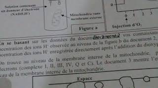 Exercice 1 la respiration et la fermentation [upl. by Fitzgerald561]