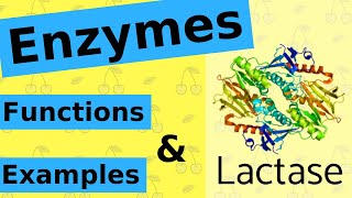 What are Enzymes amp How Do They Work [upl. by Munster]