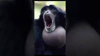 sCrEaMiNg GiBbOn MoNkEy mitchellsvsthemachines [upl. by Irek]