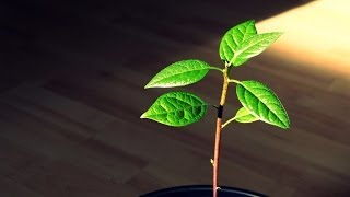 Pruning an indoor Avocado Tree [upl. by Oaht]