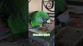 Baby Jardine parrot falls in love with Pistachiosparrotparroteatingfoods birb [upl. by Comfort]