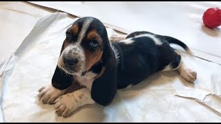 cure your january blues with basset puppies [upl. by Fira694]