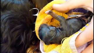 Cavalier Puppy Birth Bootsies Second Litter [upl. by Corsetti]