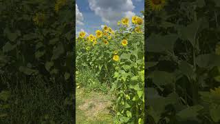 Sunflower Field in Oakland County 🌻 [upl. by Inait831]