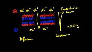 Neurobiologie  4 Der Elektrochemische Gradient [upl. by Fae]