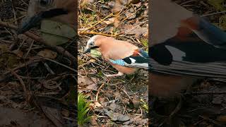 The Eurasian Jays Rasping Call  Bird Sounds shorts [upl. by Jensen636]