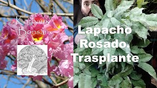 LN T1E3 Lapacho Rosado Trasplante [upl. by Wadesworth]