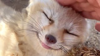 Rescue fox giggles when she sees her favorite human [upl. by Leahicm]