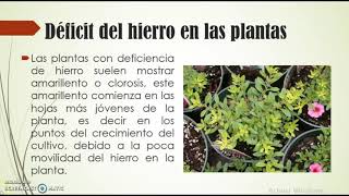 Hierro y Manganeso en las plantas [upl. by Schatz]