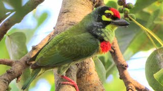 Coppersmith barbet call [upl. by Alex693]